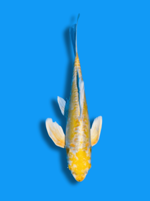 Butterfly Doitsu Yamabuki | Koi&Co.